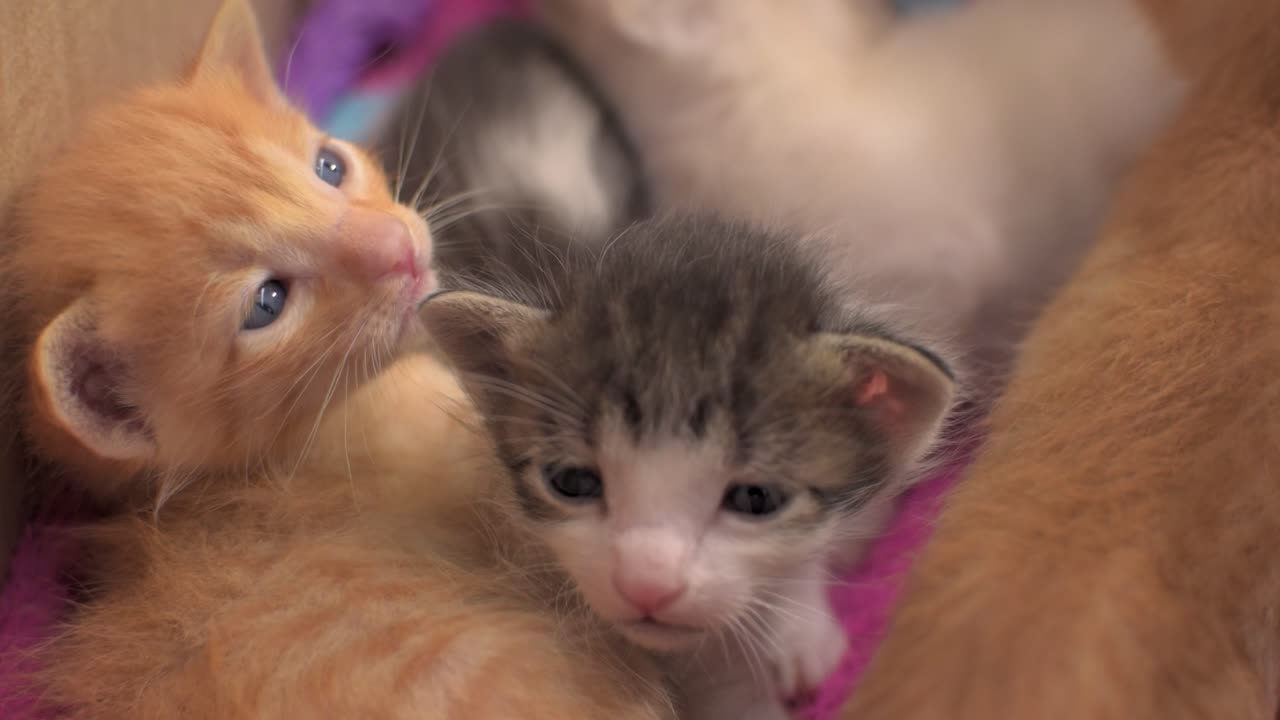 Simpatico gattino rosso e gattino American Shorthair che si abbracciano e dormono nel letto, cuccioli domestici, amicizia e amore felino, video divertente di gatti
