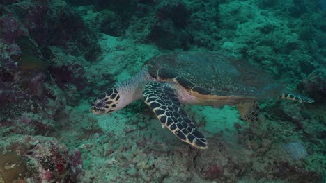 wide angle shot of a hawksbill turtle swimming over tropical coral reef in the philippines