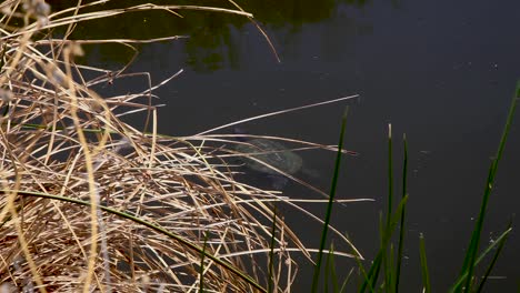 A-turtle-swims-along-the-edge-of-a-pond,-Fountain-Hills,-Arizona