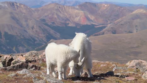 Weibliche-Bergziege-Schaut-Nach-Oben-Und-Blickt-In-Die-Kamera-Mit-Felsigen-Bergen-Im-Hintergrund,-Handheld