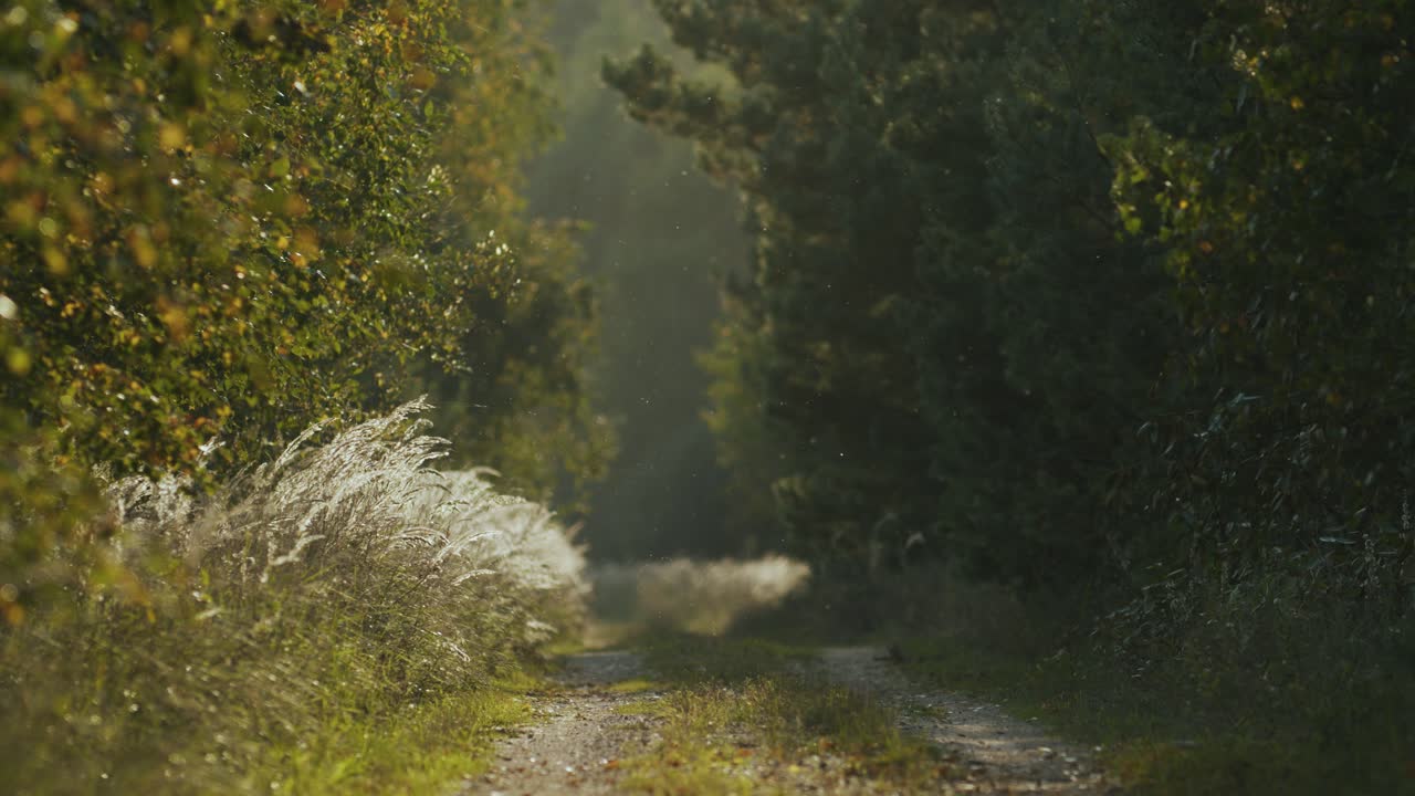 Abandoned country forest road hiking dense bush and trees in evening golden hour light flying insects spider webs