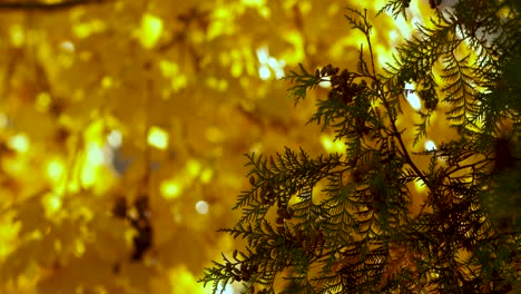 golden maple leafs in light breeze