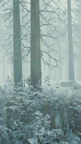 un bosque nevado con niebla