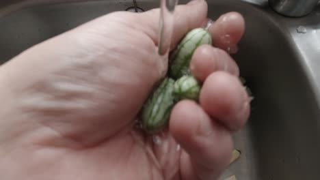 male hands washing homegrown miniature cucamelon exotic unusual vegetable over sink