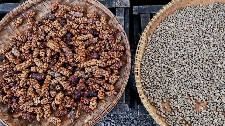 top view showing premium luwak coffee beans in bowl on Indonesia, close up