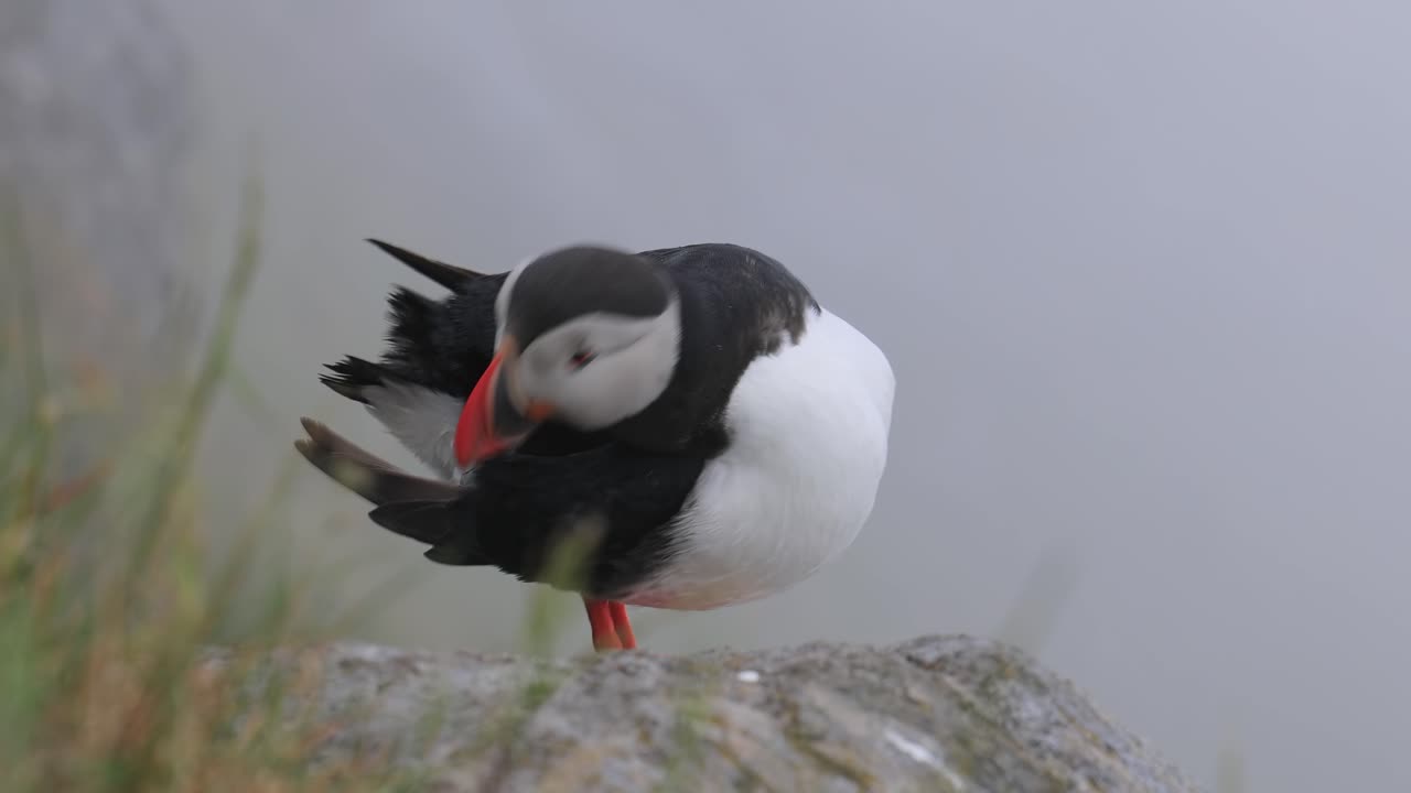 papagayo atlántico (fratercula arctica), en la roca de la isla de runde (noruega).