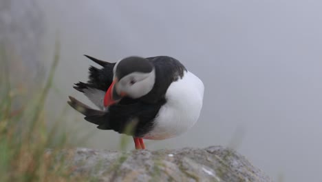 атлантический пуфин (fratercula arctica), на скале на острове рунде (норвегия).