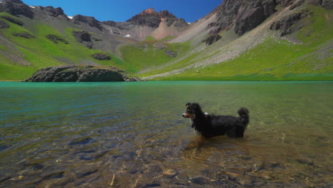 mini aussie dog swimming slow motionalpine lakes colorado ice lake trail basin upper island lake aqua blue turquoise clear water summer blue sky silverton telluride dreamy hiking adventure pan left