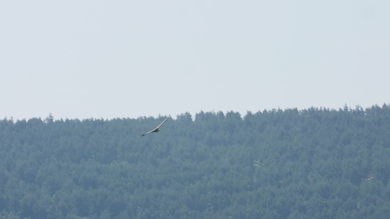 독수리 (gyps fulvus) 는 프랑스의 thermal gorges du tarn에 서식하는 포식자 새입니다.