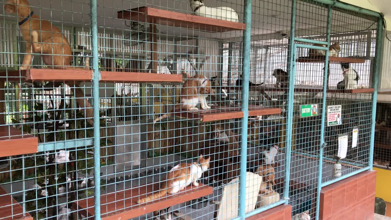 Static shot of cats moving around in their enclosure in an animal shelter