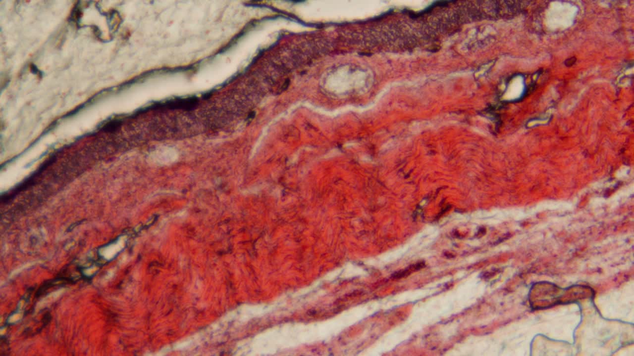 Microscopic View of Stained Biological Tissue Under Magnification