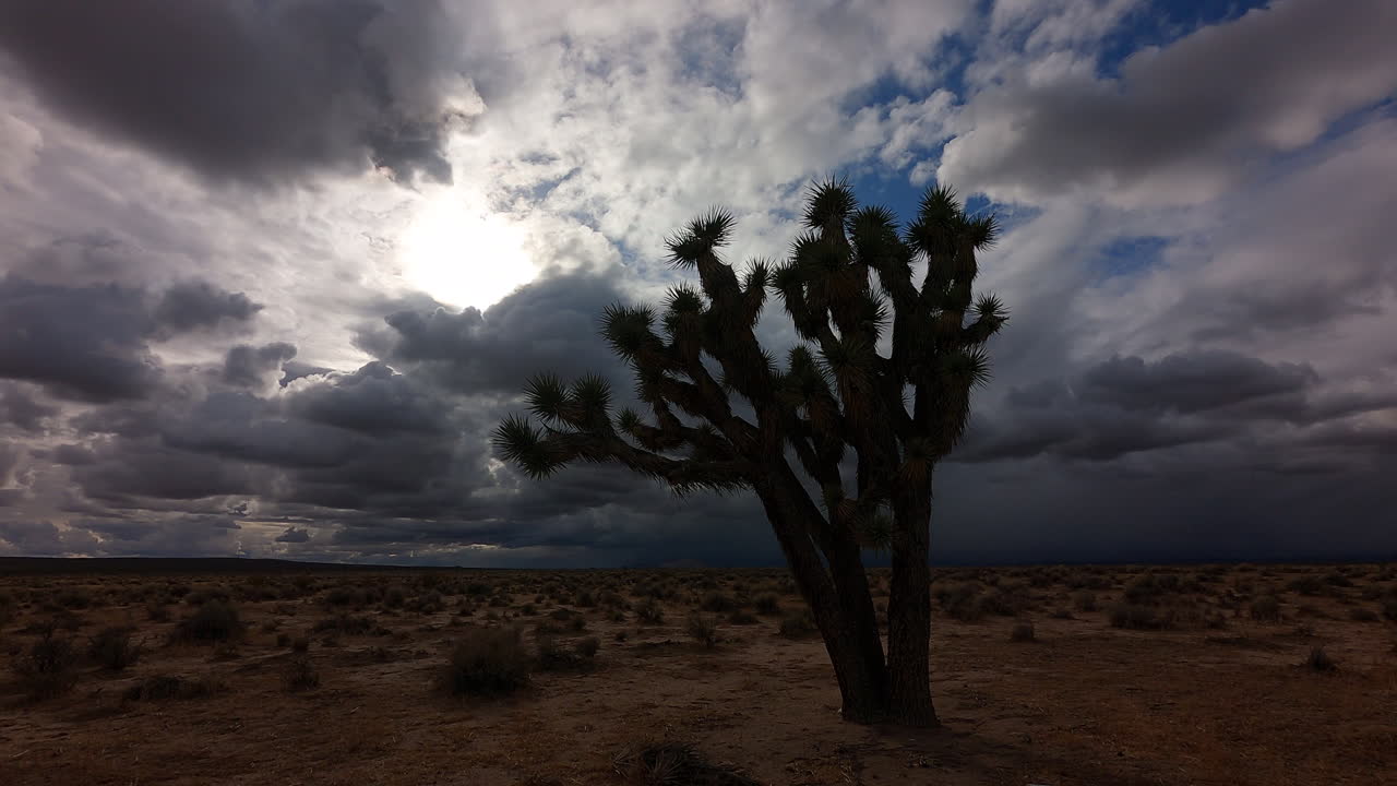 Rain clouds gather as the sun rises over the Mojave Desert landscape beyond a Joshua tree - time lapse