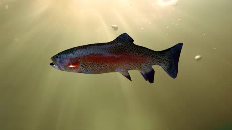 salmon swimming in the river