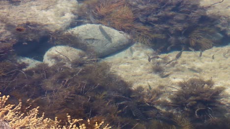 School-of-fish-swimming-in-shallow-rock-pool,-searching-for-any-signs-of-food