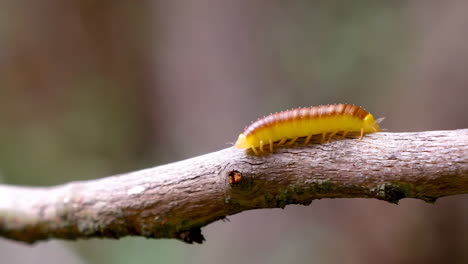 a yellow millipede on a tree branch