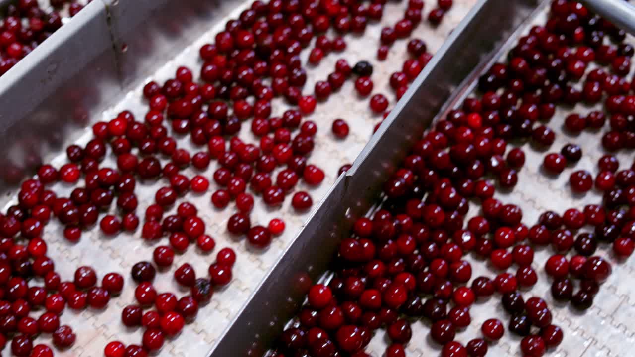 Ripe cherries on a conveyor. Fresh wet berries moving on the conveyor belt in the factory. Special metal equipment divides red fruits. Close-up.