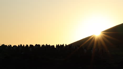 Penguins-in-silhouette-on-horizon-at-sunrise,-Falkland-Islands