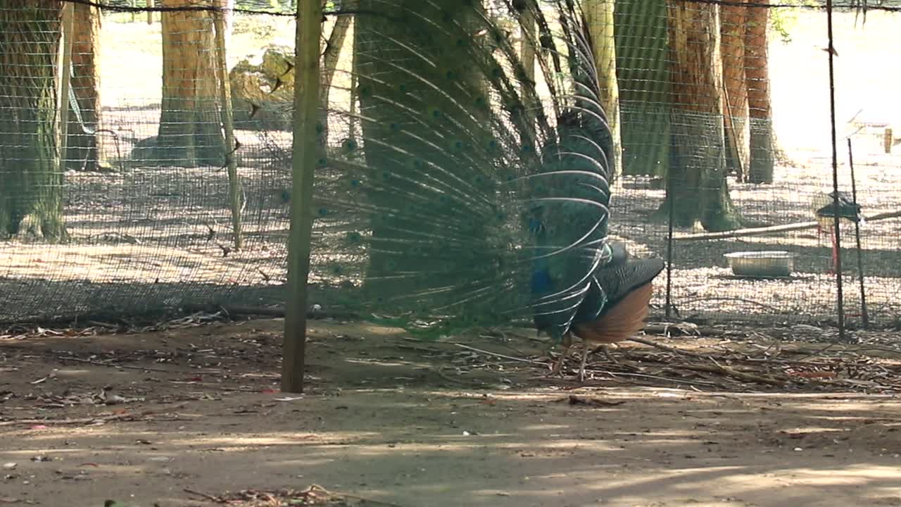 Peacock Displaying its Stunning Tail Feathers
