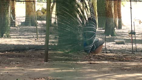 peacock displaying its stunning tail feathers