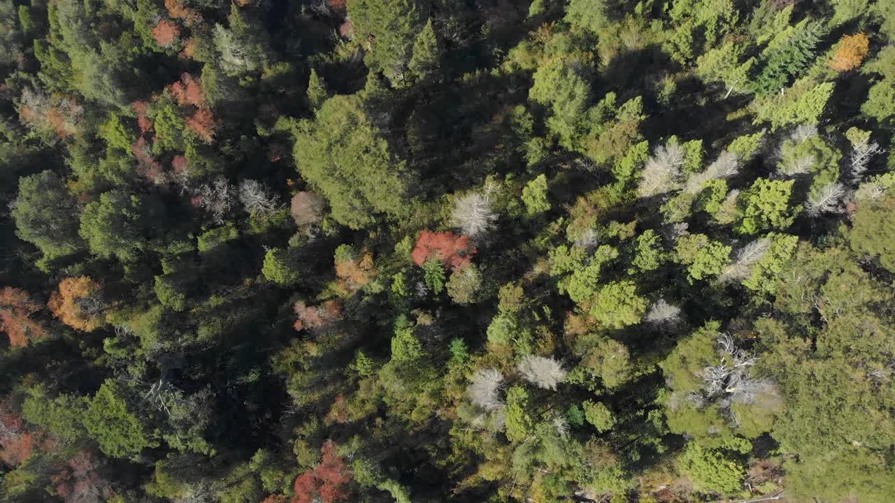 Birds eye view of a forest with green, red and some dead trees