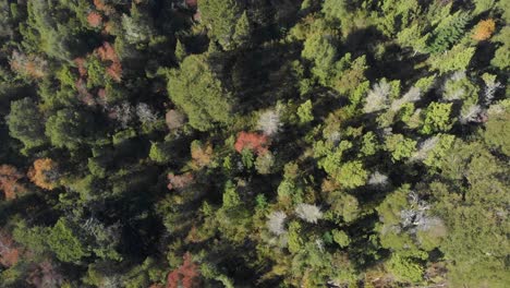 Birds-eye-view-of-a-forest-with-green,-red-and-some-dead-trees