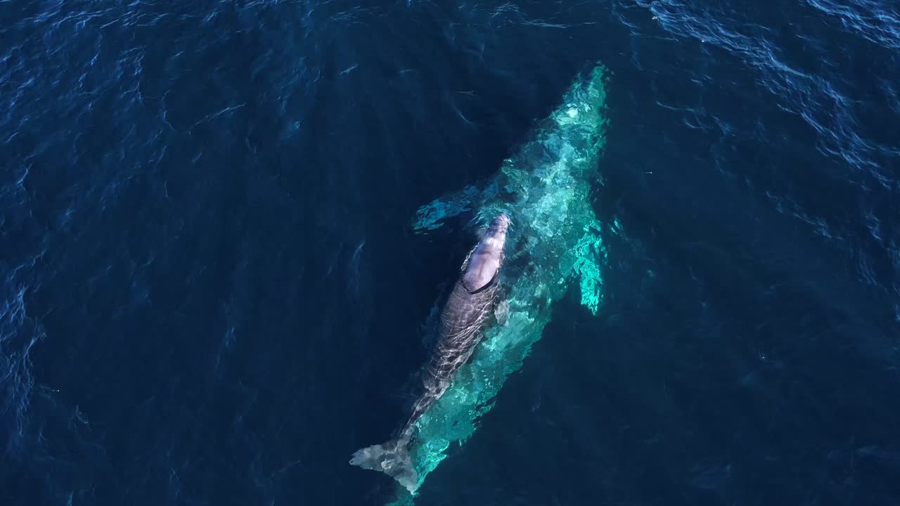 회색 고래 어미는 새로 태어난 새끼를 인도하여 캘리포니아 해안선을 따라 북쪽으로 이동합니다.