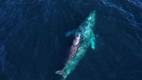 Madre-Ballena-Gris-Guía-A-Su-Cría-Recién-Nacida-En-La-Migración-Hacia-El-Norte-Por-La-Costa-De-California