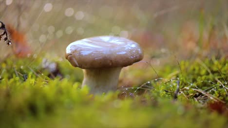 mushroom boletus in a sunny forest in the rain.