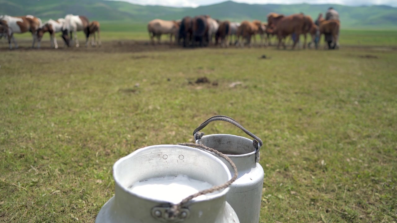 Maitosäiliöt Mongoliarolla laiduntavien hevosten kanssa