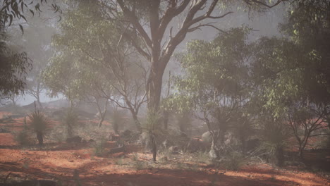 misty eucalyptus forest in australia