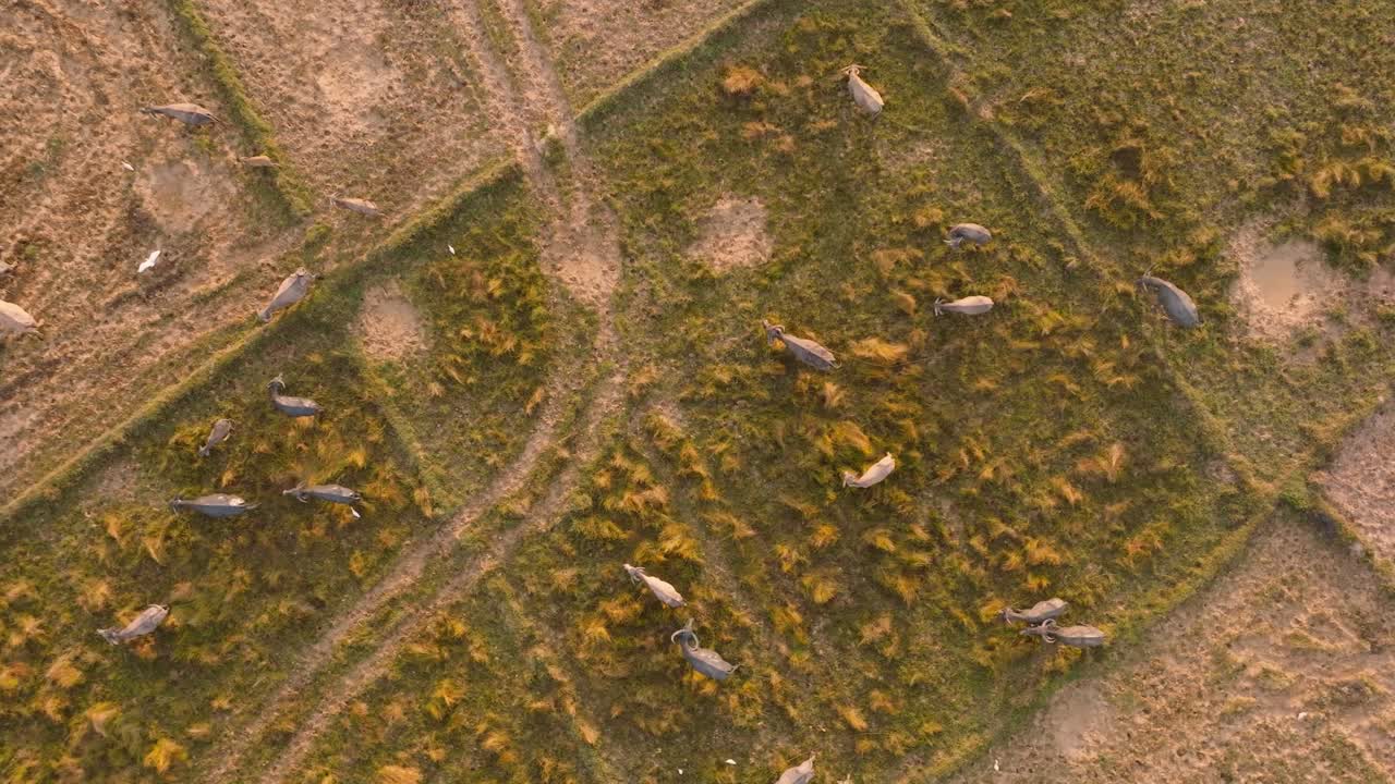 imágenes aéreas de drones de 4k de vacas caminando por los campos de arroz durante un amanecer en tailandia, asia, koh yao noi, vista superior, vuelo de garza