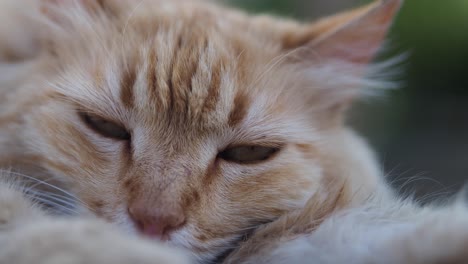 close-up of a sleeping orange tabby cat