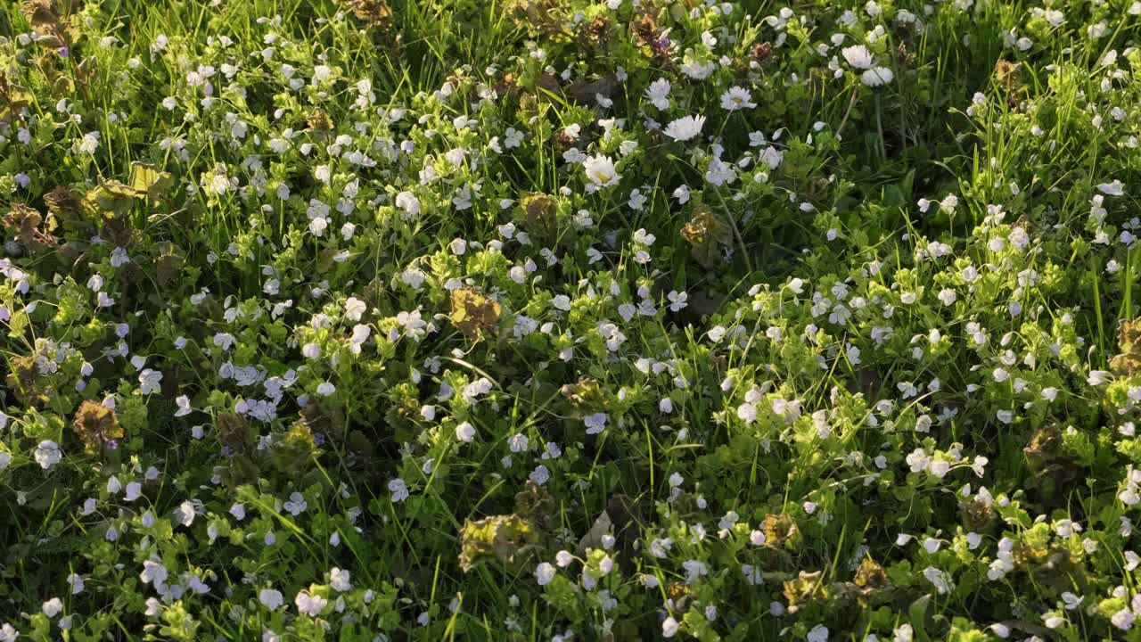 Small white spring flowers in grass lawn during sunny evening