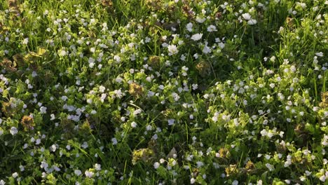 Small-white-spring-flowers-in-grass-lawn-during-sunny-evening