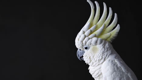 sulphur-crested cockatoo profile