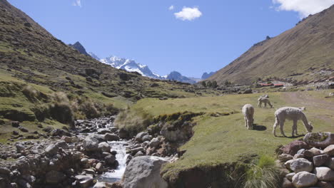 Alpakas-Und-Lamas-Grasen-An-Einem-Fluss-In-Den-Peruanischen-Anden