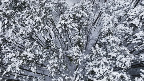 Ein-Schneebedeckter-Wald-Im-Mittleren-Westen-Wird-Durch-Die-Linse-Einer-Drohne-Nach-Einem-Schneesturm-Sichtbar