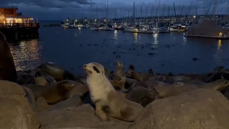 Leones-Marinos-De-California-Forrajeando-Y-Descansando-A-Lo-Largo-Del-Antiguo-Muelle-De-Pescadores-En-El-Centro-De-Monterey,-California