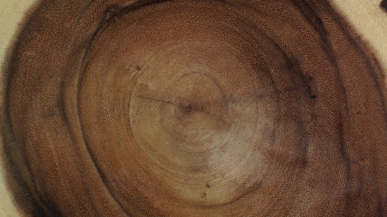 나무 원 줄기 배경 위에서. 단 절단  나무 나무 회전.