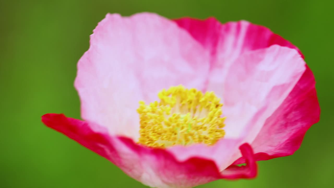 Primo piano di fiore di papavero d'Islanda rosa