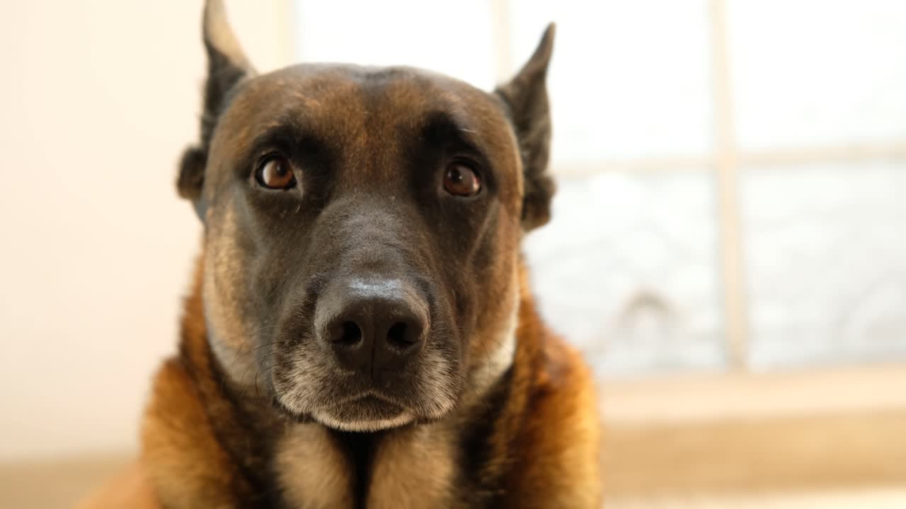 Belgian Malinois Dog Portrait