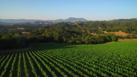 Una-Antena-Sobre-Vastas-Hileras-De-Viñedos-En-El-Condado-De-Sonoma,-En-El-Norte-De-California-4