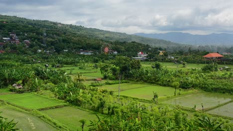 tropical-rural-rice-field-farm-in-north-bali-on-sunny-day-with-ferris-wheel-amusement-park-in-distance,-aerial