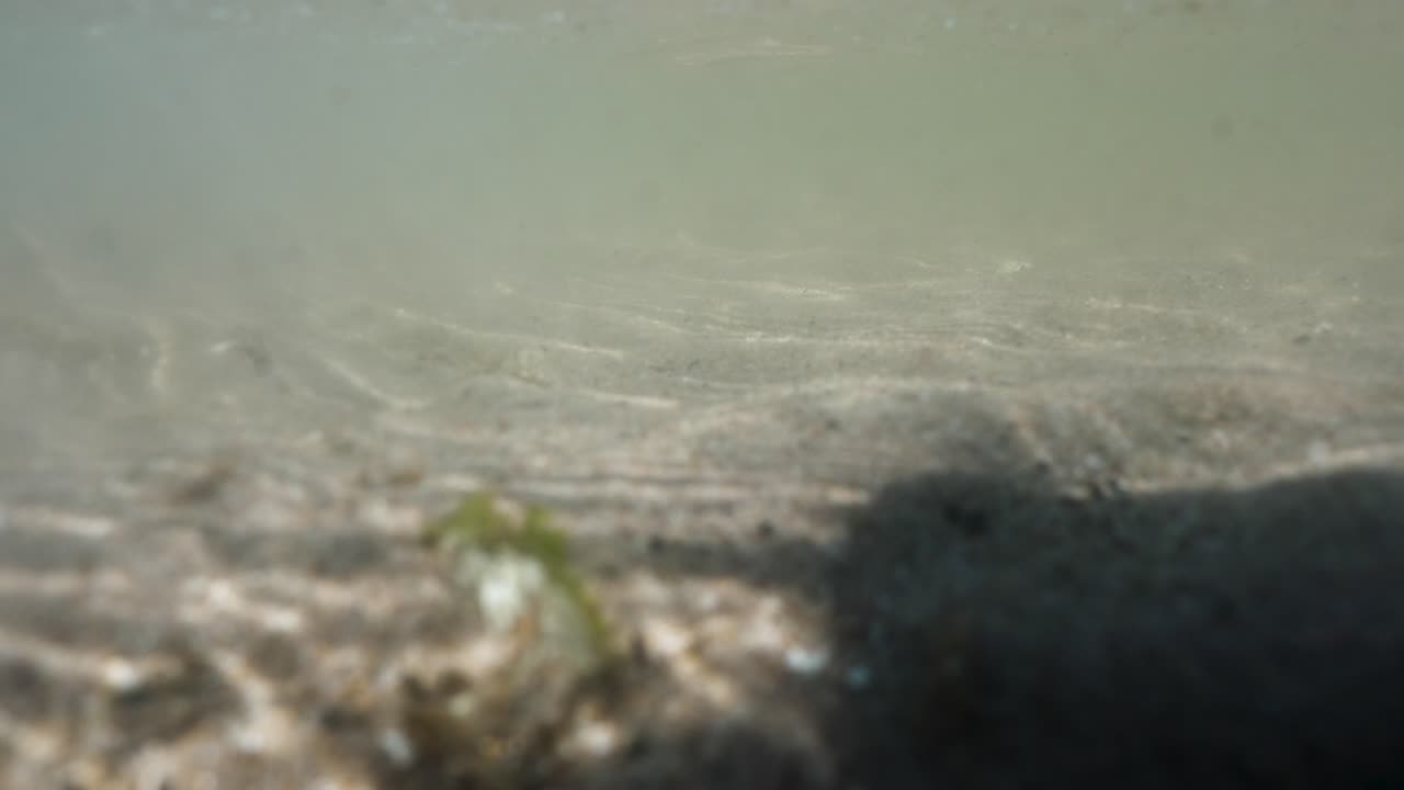 Static underwater shot of tidal currents in the North Sea with a sandy bottom, seaweed floating by and sunlight rippling on the bottom