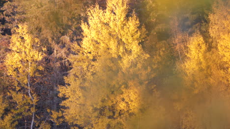 foliage in autumn season