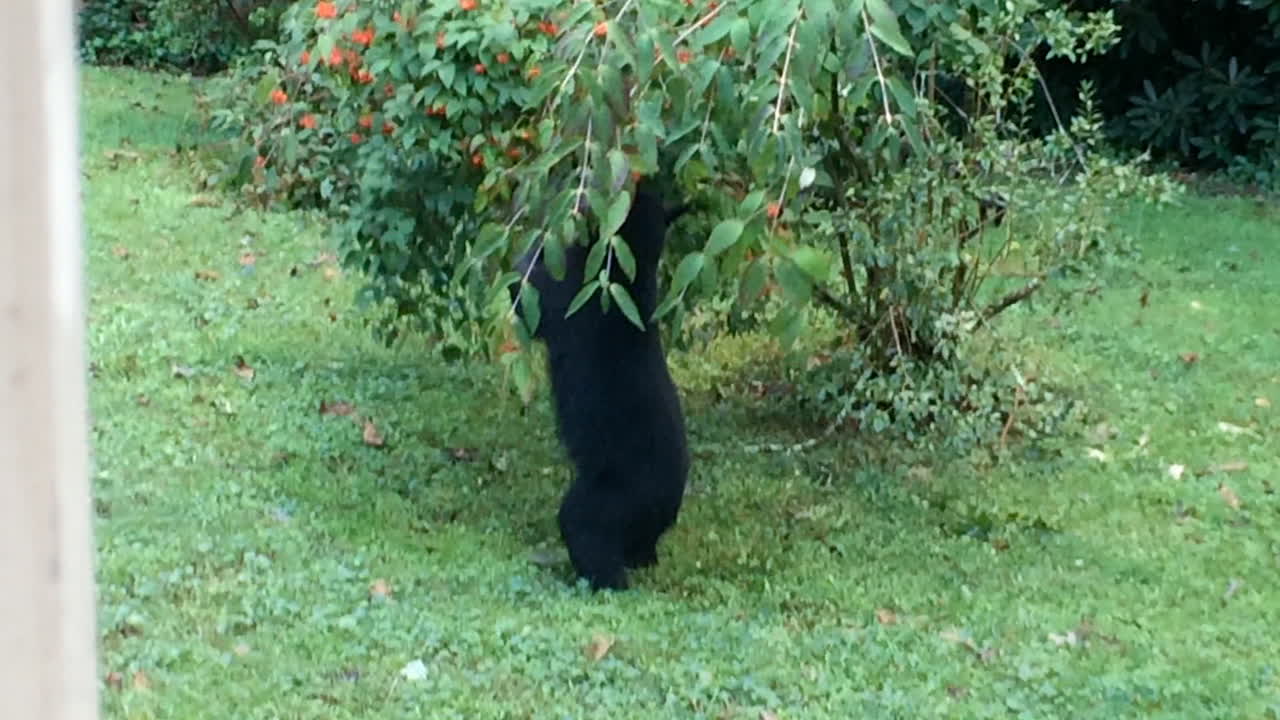 Famiglia di orsi neri che mangia e riposa nel cortile o in casa a Hendersonville, Carolina del Nord.
