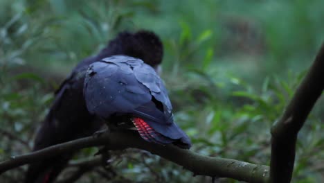 dos cacatúas en una rama de un árbol