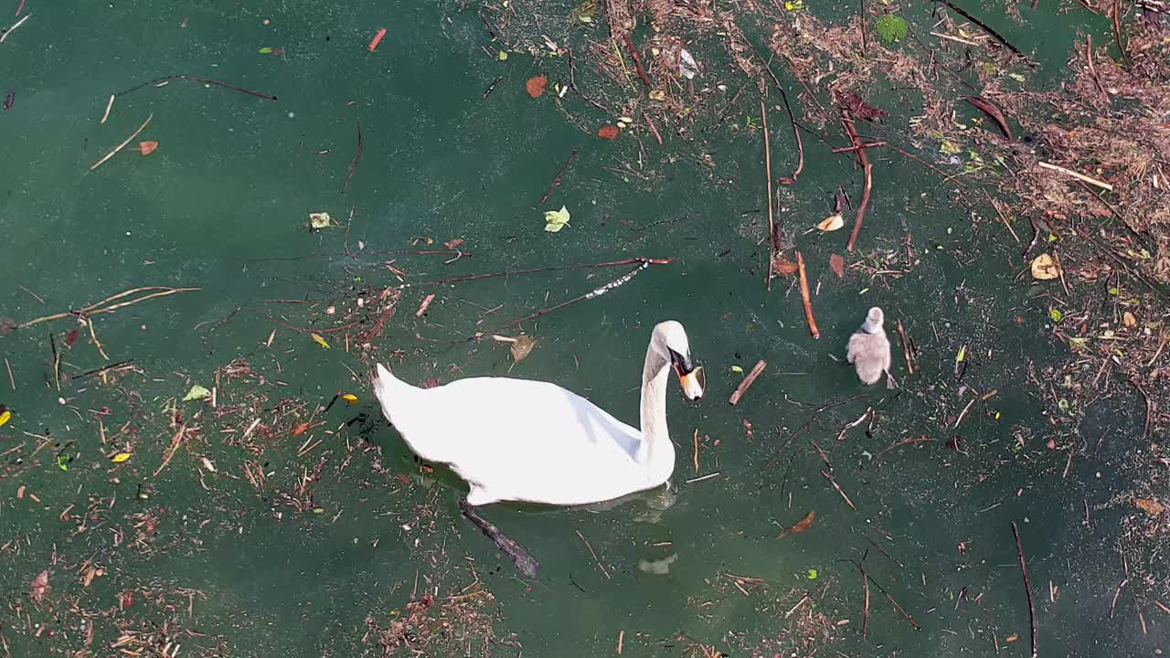 madre cisne y cygnet flotando en el agua sucia del río