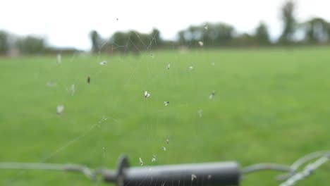 telaraña en una valla de granja en irlanda - cerrar