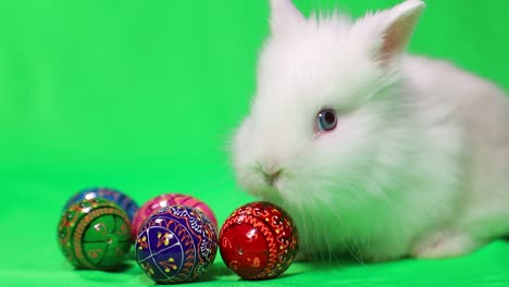 white rabbit and soccer ball on green background. football game. hobbies for children. sports development. place for text. football goal. funny animal hare. high quality 4k footage